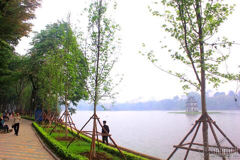 Triệu người thay đổi suy nghĩ khi Hà Nội rợp bóng cây này