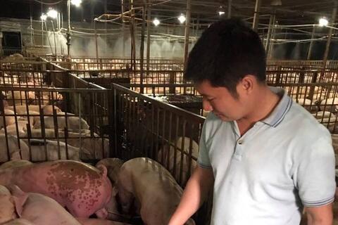 Bắt quả tang cơ sở giết mổ bơm thuốc an thần vào lợn