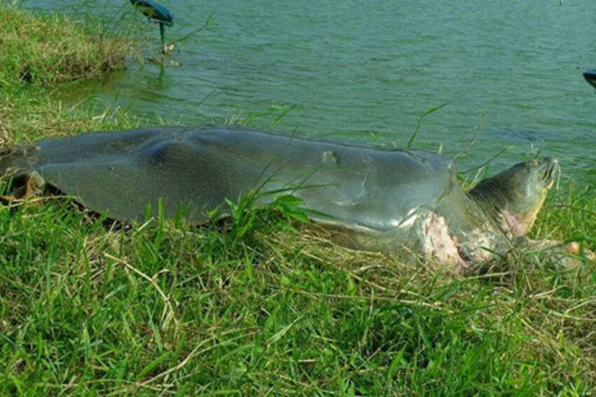 Rùa hồ Gươm lên chân tháp sưởi nắng