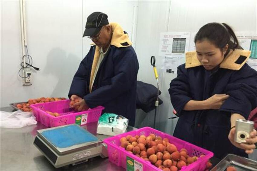 Vải "sạch" Lục Ngạn bán “hết veo” sau một ngày có mặt tại Mỹ