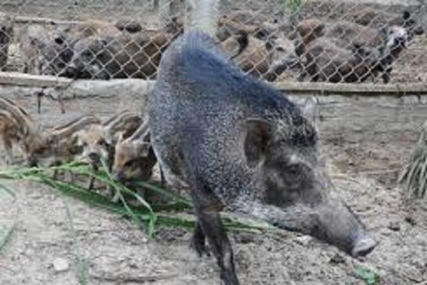 9X nuôi lợn rừng Thái Lan thu hàng tỷ đồng