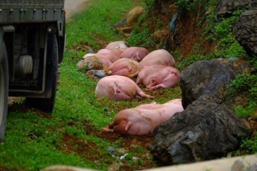 Thương lái vứt lợn xuống đường: Điêu đứng vì Trung Quốc?