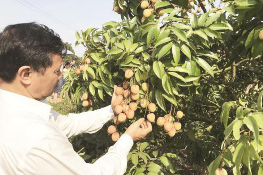 “Lên dây cót” cho vụ vải thiều mới