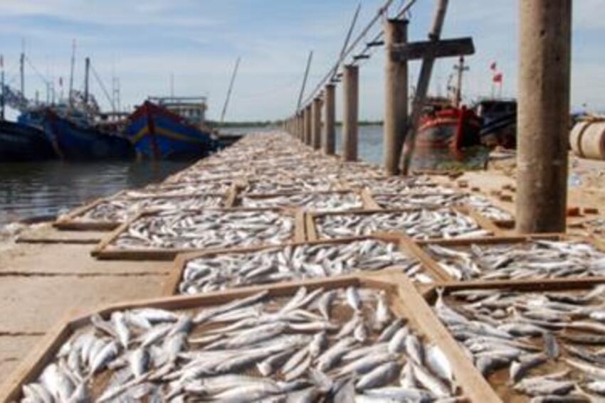 3.900 tấn hải sản đông lạnh hậu Formosa: Phương án vì dân