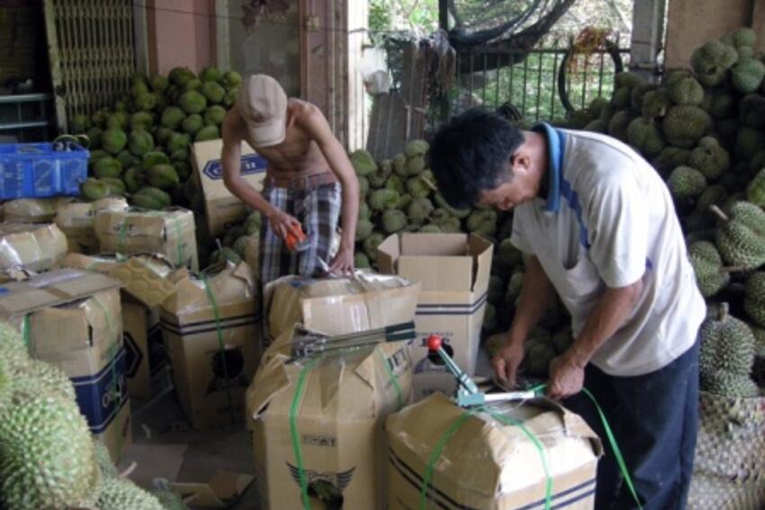 Tiền Giang:  Sầu riêng bất ngờ tăng vọt, nông dân thu lời bạc tỷ