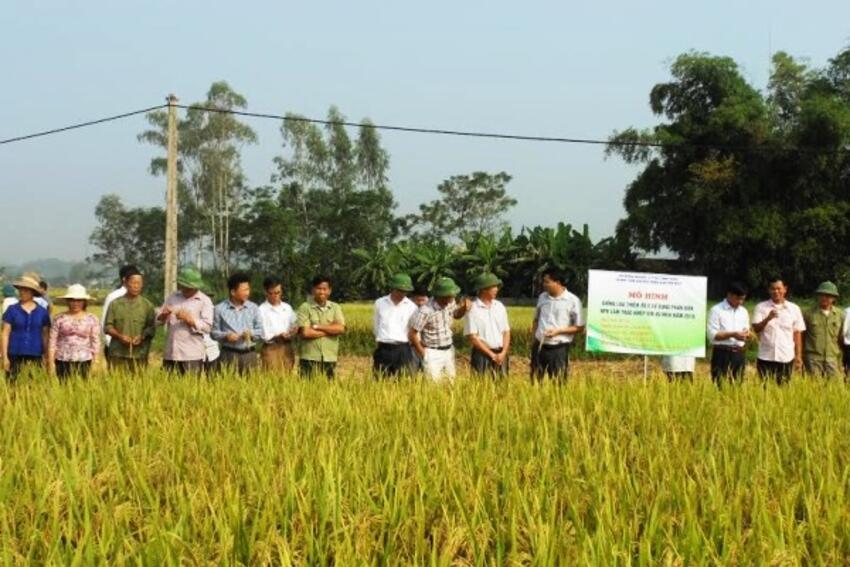 Hiệu quả bón phân Lâm Thao trên cây lúa vụ mùa 2016
