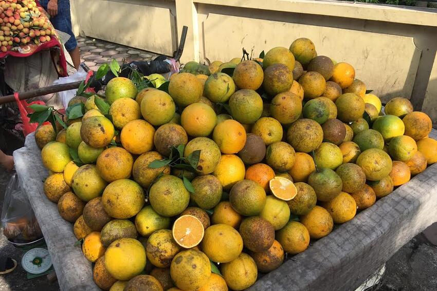 Cam Cao Phong xuất xứ Tàu: Dân Hà Thành dính quả độc