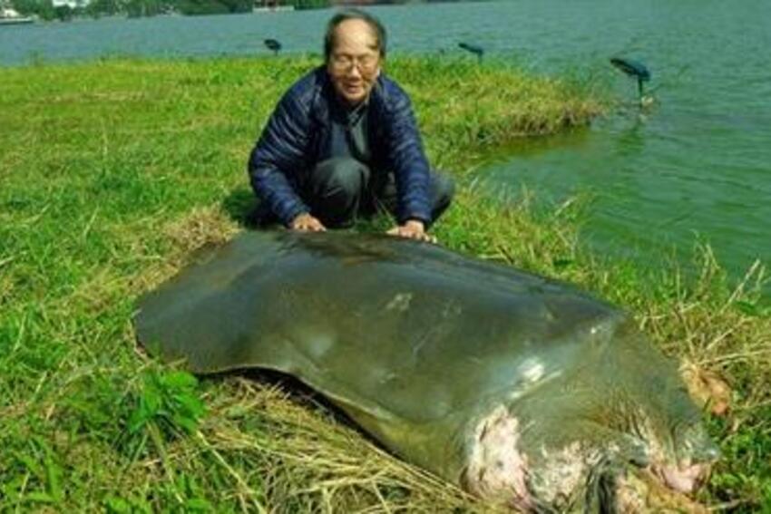 Cụ rùa Hồ Gươm đã chết