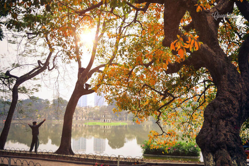 Lộc vừng đổ lá vàng lãng mạn bên bờ hồ Gươm