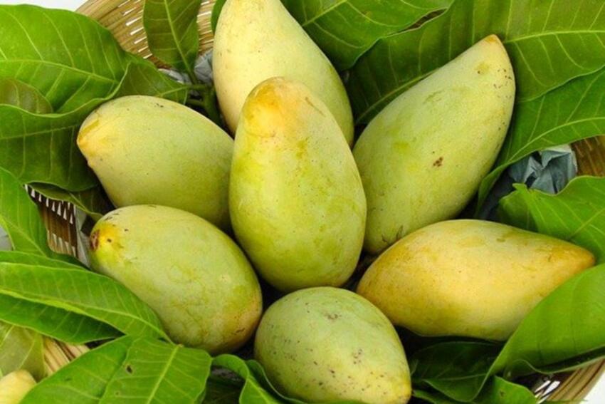 Mỹ xúc tiến cho phép nhập khẩu xoài tươi và vú sữa của Việt Nam