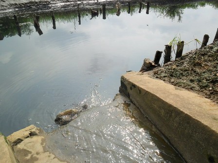 rau, độc, thực phẩm