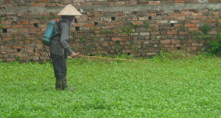 rau, độc, thực phẩm rau, độc, thực phẩm