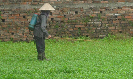 dừa, tẩy trắng, tai heo, nhựa thông, mít, hóa chất dừa, tẩy trắng, tai heo, nhựa thông, mít, hóa chất