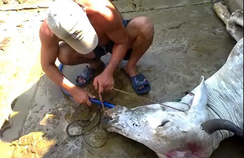 thịt-bò, tăng-trọng, phở-bò, chặt-chém, sữa, xăng, giảm-giá, đá-lạ, thương-lái, Trung-Quốc, kẹo-trứng, trẻ-em thịt-bò, tăng-trọng, phở-bò, chặt-chém, sữa, xăng, giảm-giá, đá-lạ, thương-lái, Trung-Quốc, kẹo-trứng, trẻ-em