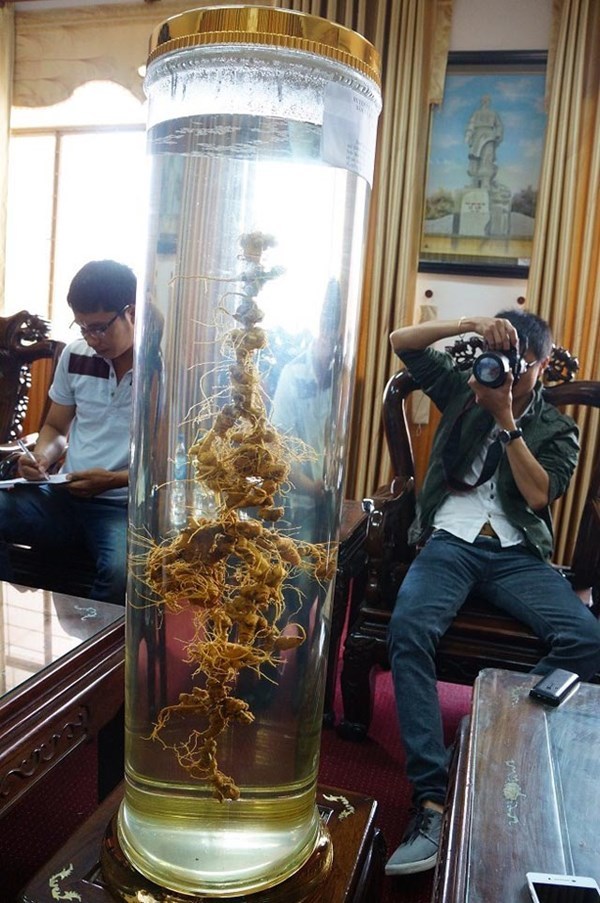 sâm, sâm ngọc linh, huyện Nam Trà My ,rụ sở TP.Tam Kỳ sâm, sâm ngọc linh, huyện Nam Trà My ,rụ sở TP.Tam Kỳ