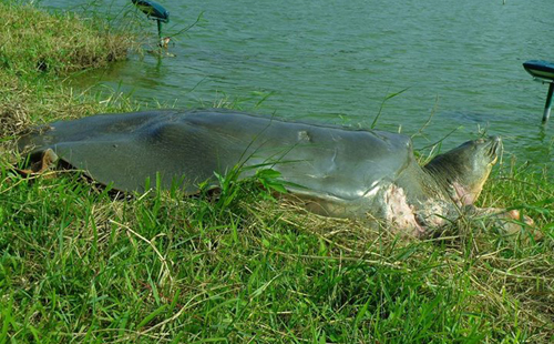 thấy cụ vẫn khỏe mạnh, mai nhẵn trơn bóng mượt