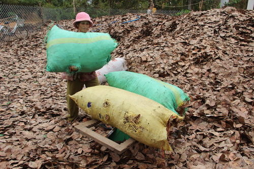Nhiều người dân thu gom lá ở vườn bất chấp việc làm này gây hại rất nhiều cho cây trồng. Ảnh: Hoàng Trường