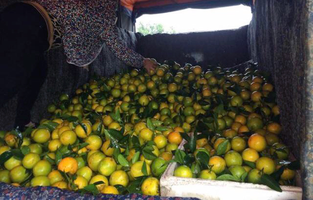 Buôn-bán, đặc-sản, đặc-sản-Tết, Tết-nguyên-đán, bưởi-Diễn, cam-Cao-Phong, ế-ẩm, thua-lỗ, nợ-nần Buôn-bán, đặc-sản, đặc-sản-Tết, Tết-nguyên-đán, bưởi-Diễn, cam-Cao-Phong, ế-ẩm, thua-lỗ, nợ-nần