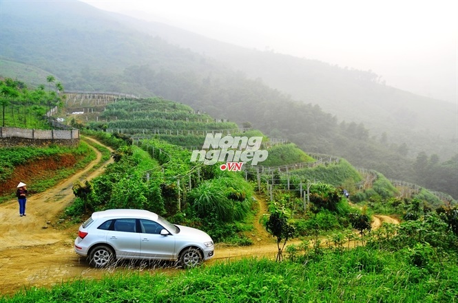 lợn-rừng lợn-rừng