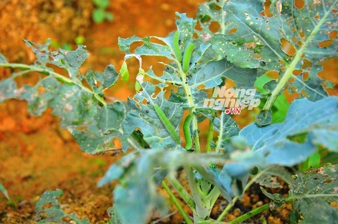 lợn-rừng lợn-rừng