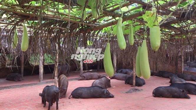 lợn-rừng lợn-rừng