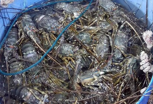 tom-hum-chet-hang-loat-o-phu-yen-1