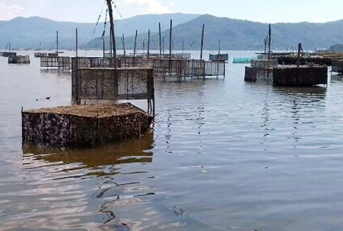 tom-hum-chet-hang-loat-o-phu-yen