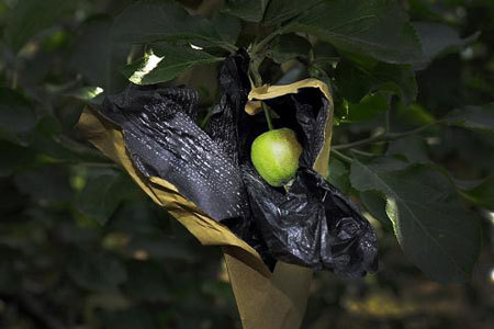 táo đỏ Trung Quốc, hóa chất, thuốc trừ sâu, nông dân, ung thư, Táo đỏ Yên Đài, tẩm hóa chất, trái cây, hàng Tàu táo đỏ Trung Quốc, hóa chất, thuốc trừ sâu, nông dân, ung thư, Táo đỏ Yên Đài, tẩm hóa chất, trái cây, hàng Tàu