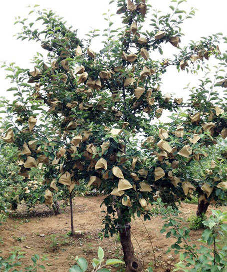 táo đỏ Trung Quốc, hóa chất, thuốc trừ sâu, nông dân, ung thư, Táo đỏ Yên Đài, tẩm hóa chất, trái cây, hàng Tàu táo đỏ Trung Quốc, hóa chất, thuốc trừ sâu, nông dân, ung thư, Táo đỏ Yên Đài, tẩm hóa chất, trái cây, hàng Tàu