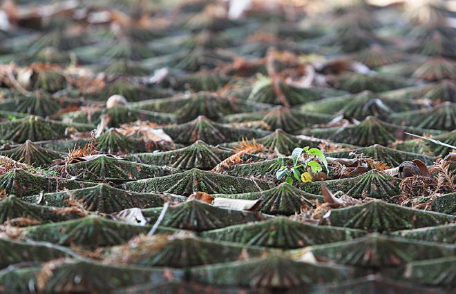 Bên trong ngôi chùa đẹp bậc nhất thế giới ở Hà Nội