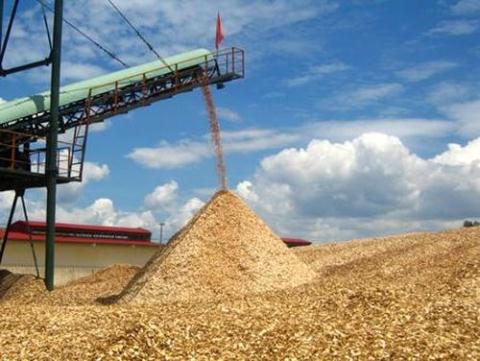 Xuất khẩu gỗ dăm Quảng Ngãi cũng rơi vào tình trạng 