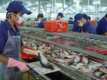 Chế biến cá ba sa xuất khẩu