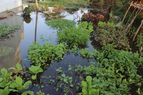 Hoa màu cũng bị hư hại do nước ngập