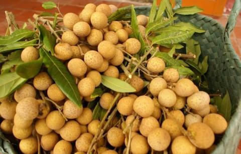 Lô nhãn đầu tiên của VN sẽ đi Mỹ