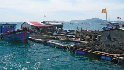 Lồng nuôi thuỉy sản của dân Trung Quốc ở cảng Cam Ranh