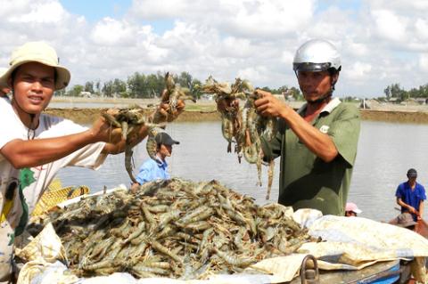 Dư lượng kháng sinh trong tôm xuất khẩu đã vượt mức cho phép và giá tôm cũng giảm.