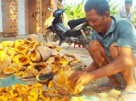 Người dân chặt bí cho trâu bò ăn vì bị ép giá quá mức