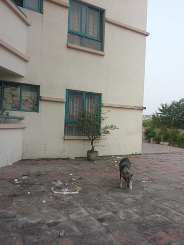 Nuôi chó trong chung cư vừa gây ô nhiễm vừa gây xích mích, cãi cọ.