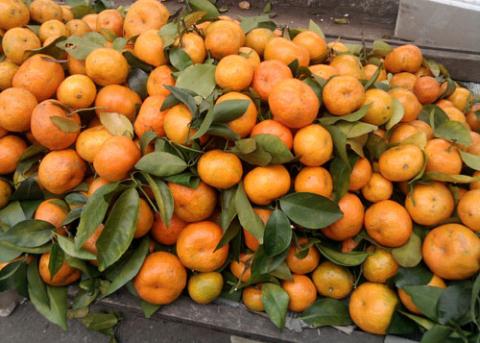 Quýt nhập khẩu từ Trung Quốc có dư lượng thuốc bảo vệ thực vật vượt mức quy định 