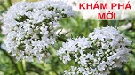 Cây thuốc cực quý giúp hết khó ngủ ngay: người mất ngủ nào cũng cần có trong nhà